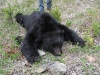 andybear1