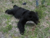 andybear3