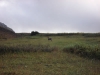 Sheep Country
