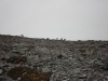 Sheep Country